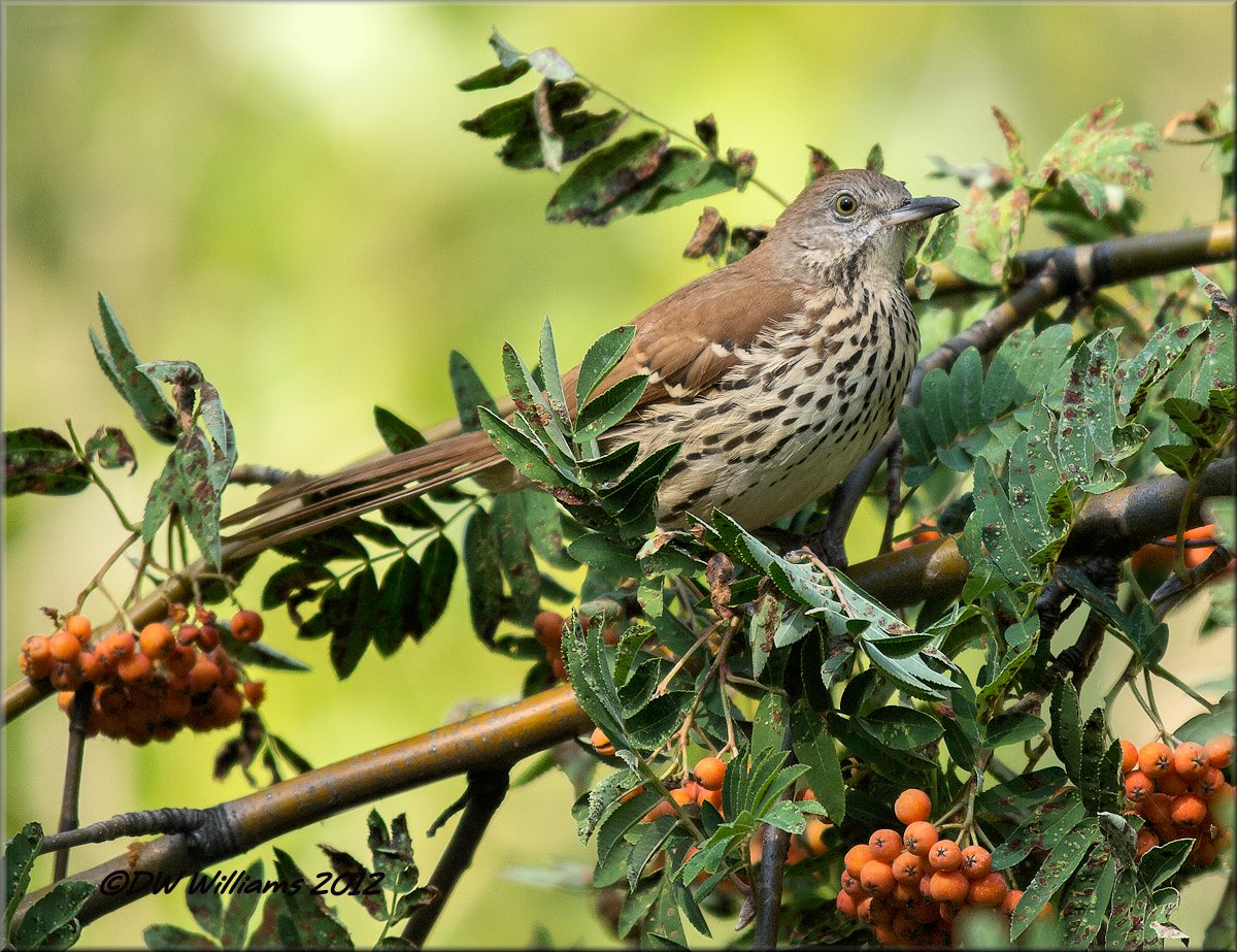 Brown Thrasher
