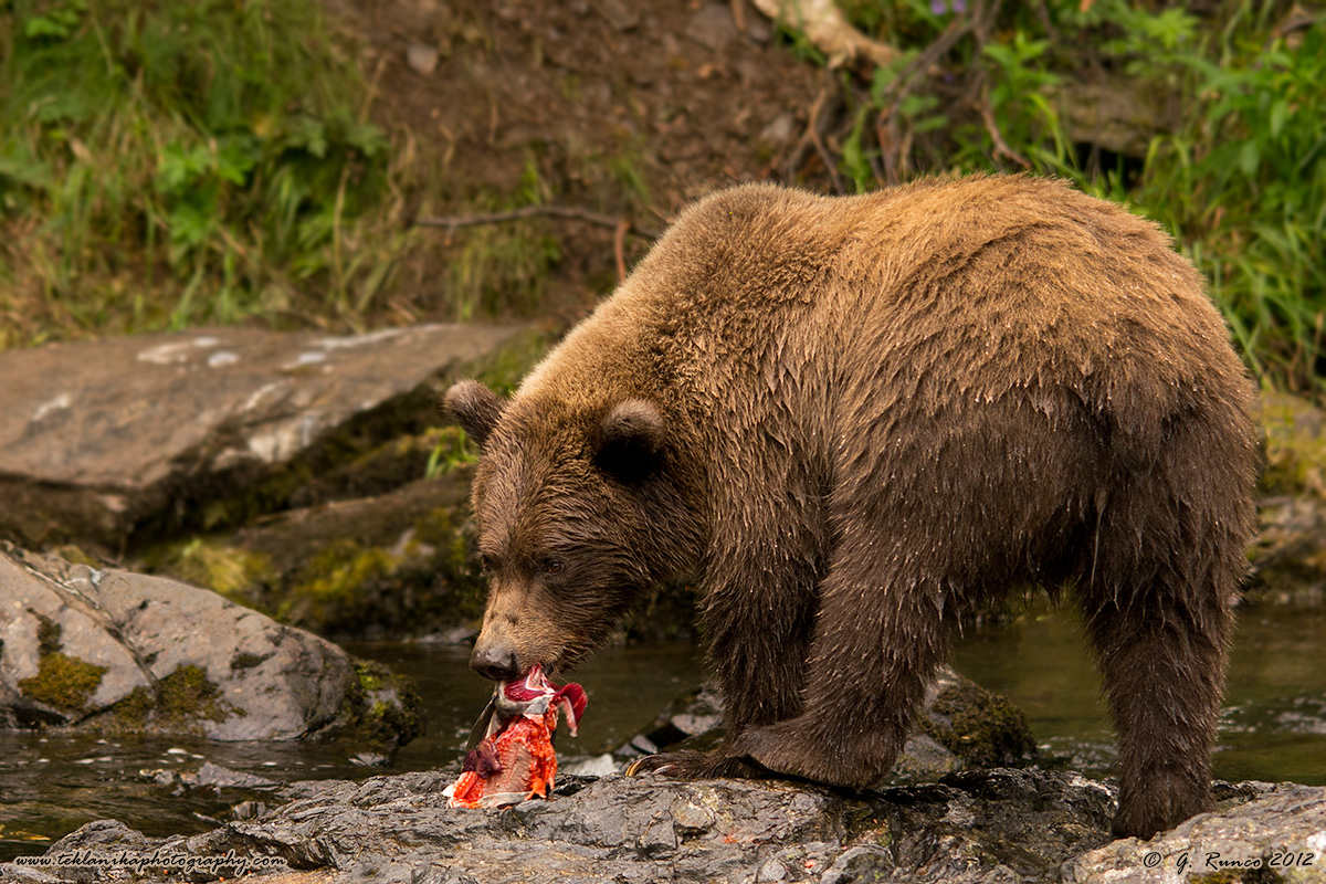 Salmon Bear