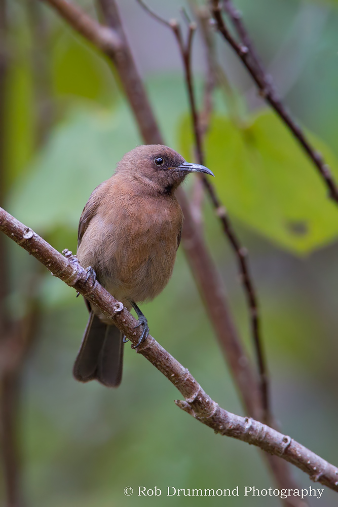 Dusky Honeyeater