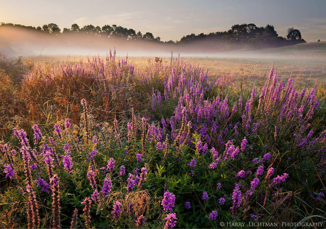 Wagon Hill Fields