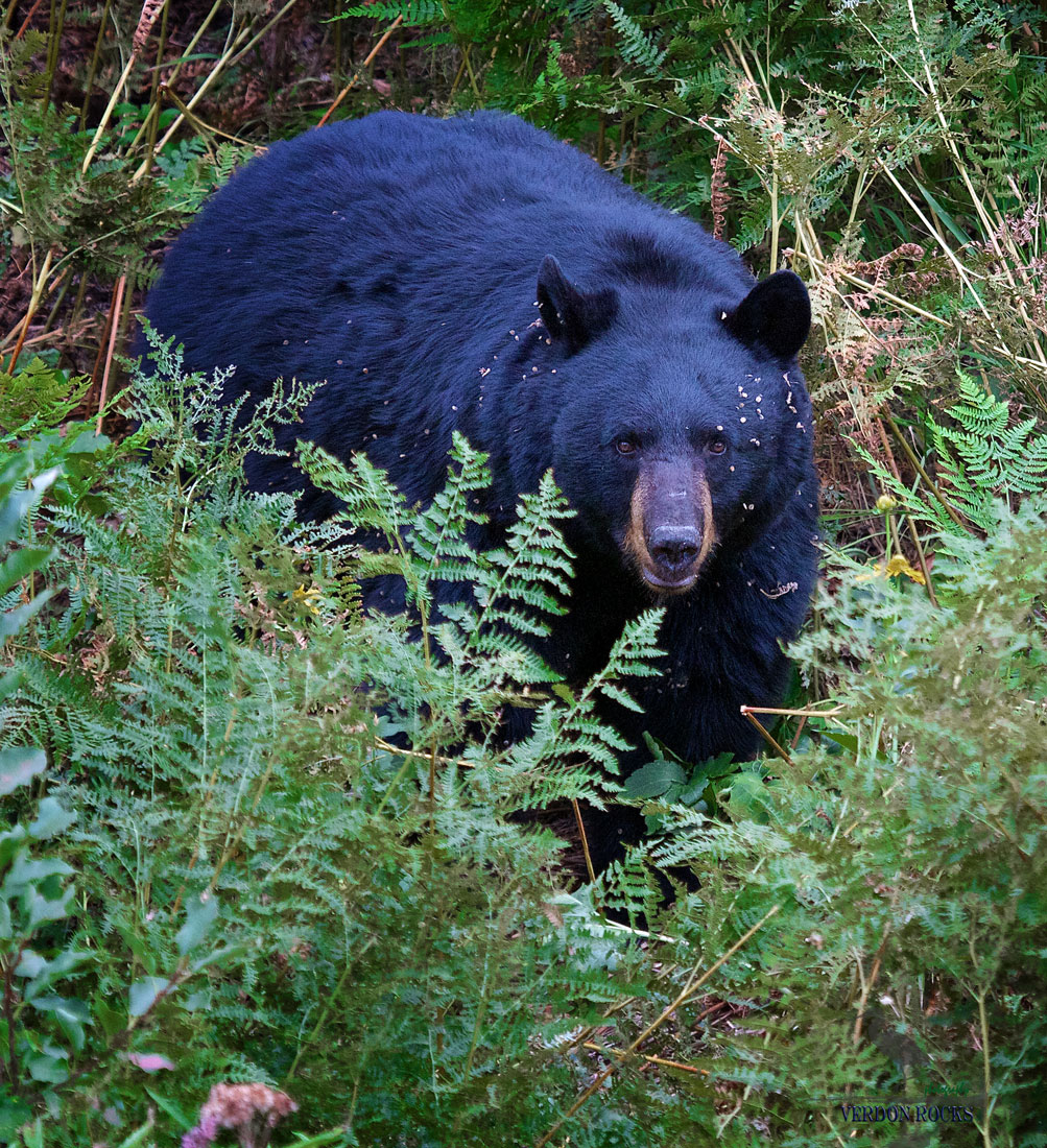 Colorado Black Bear+repost