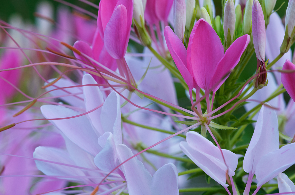 Cleome series #4