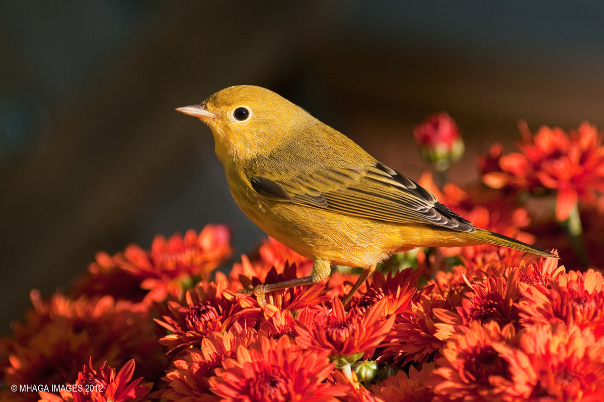 Yellow Warbler