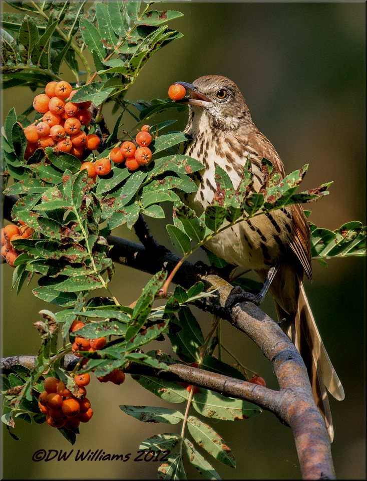 Brown Thrasher w/berry