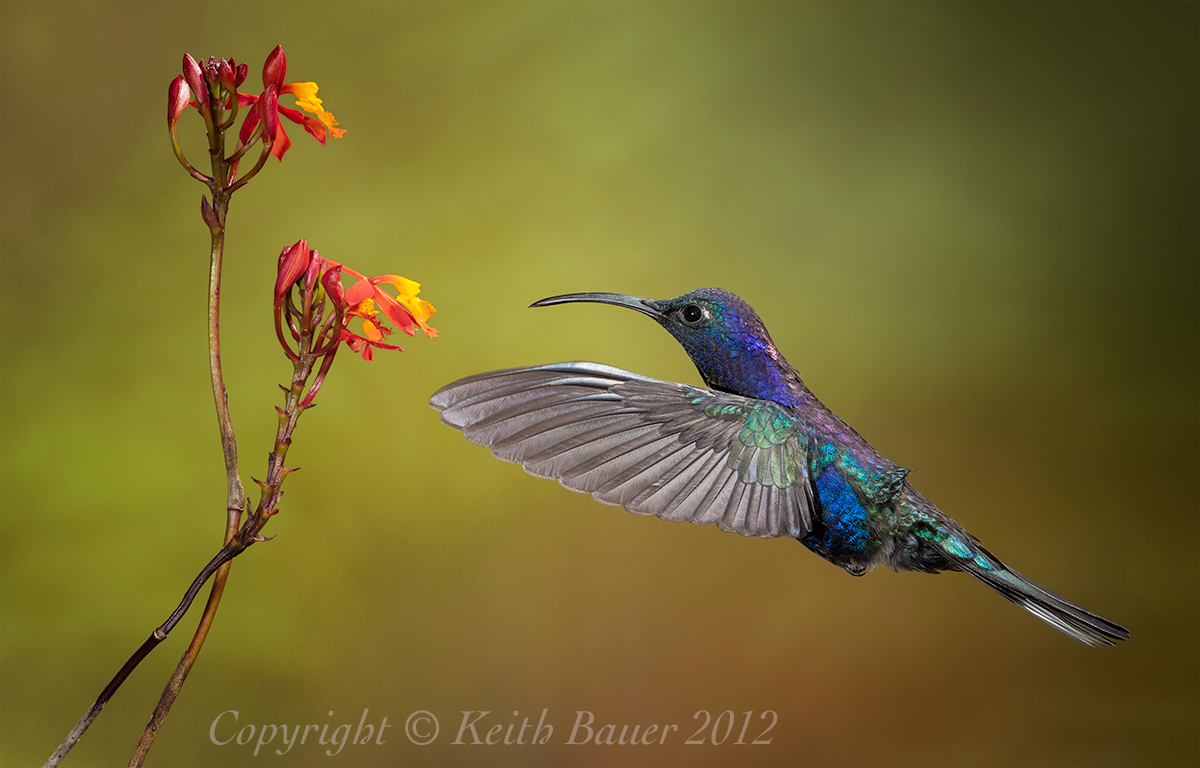 Violet Sabrewing