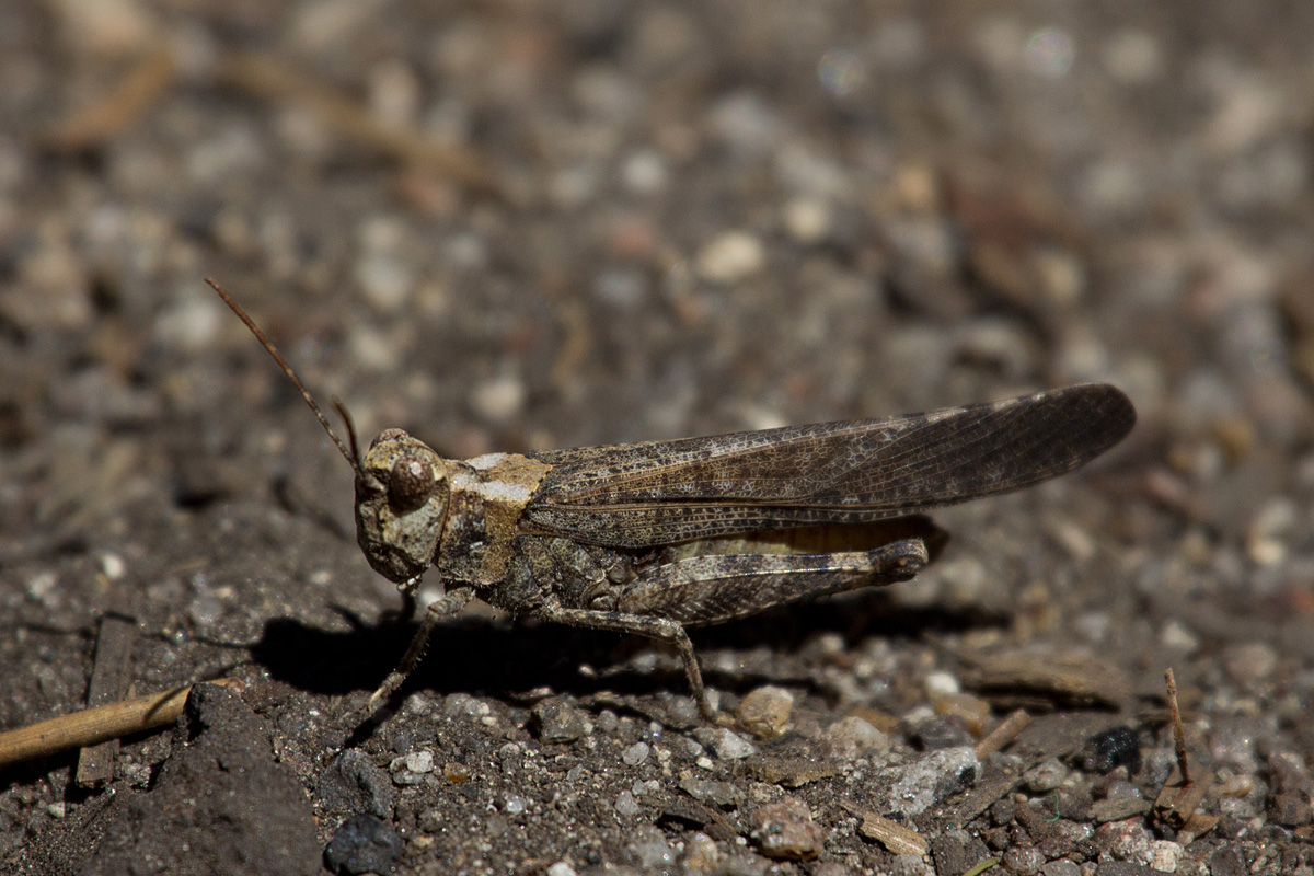 Cryptic grasshopper
