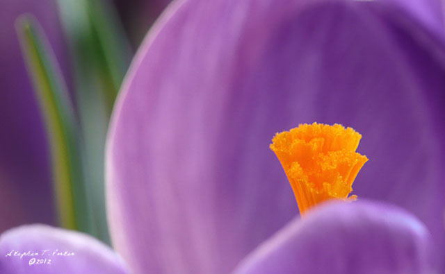 Orange Stamen
