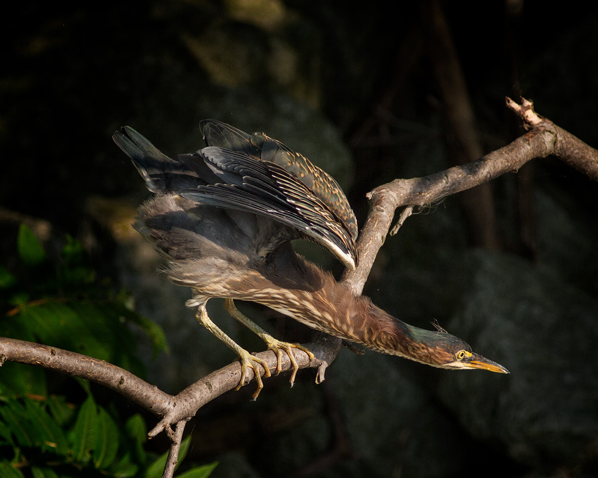 Green Heron Diving