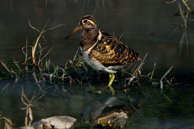 Greater Painted Snipe