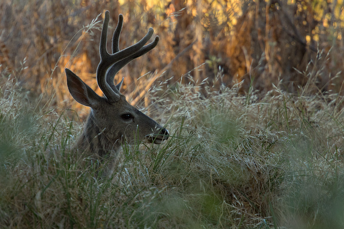 Waiting for the Rut