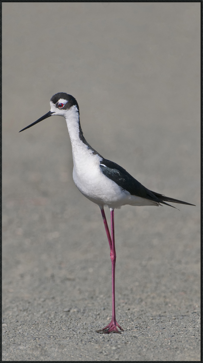 Black-Necked Stilt