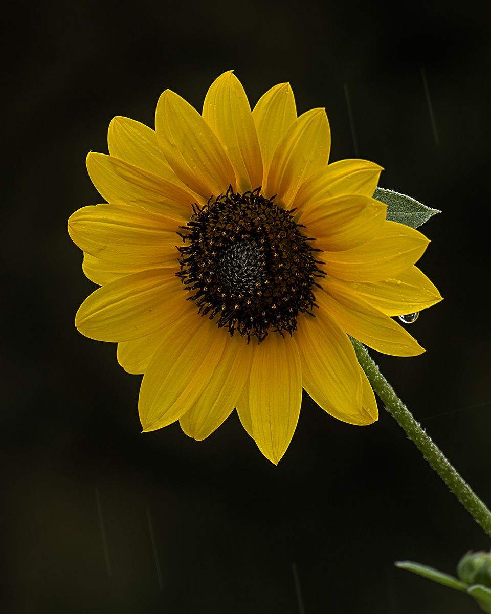 Rainy sunflower