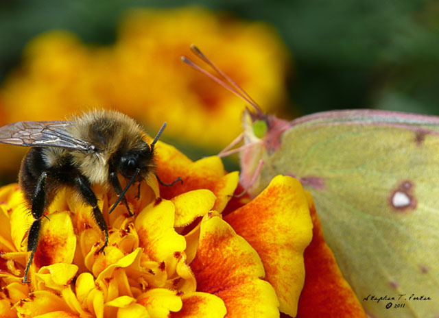 Sharing a Flower