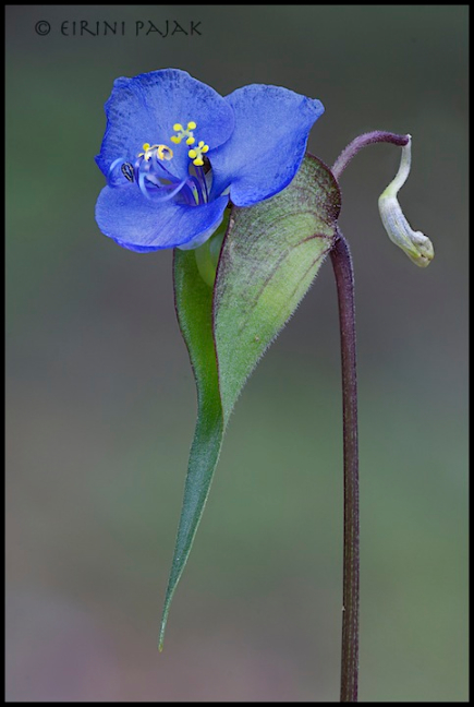Western Dayflower