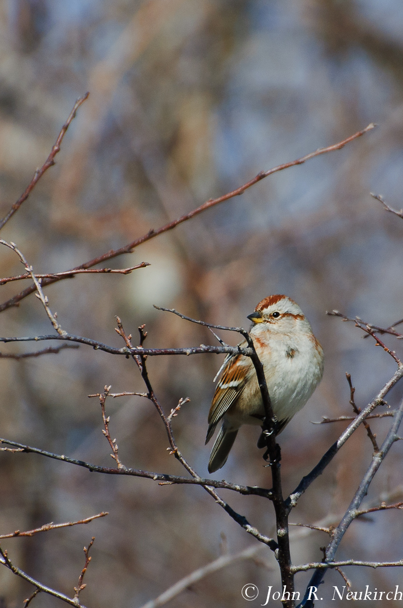 American Tree Sparrow
