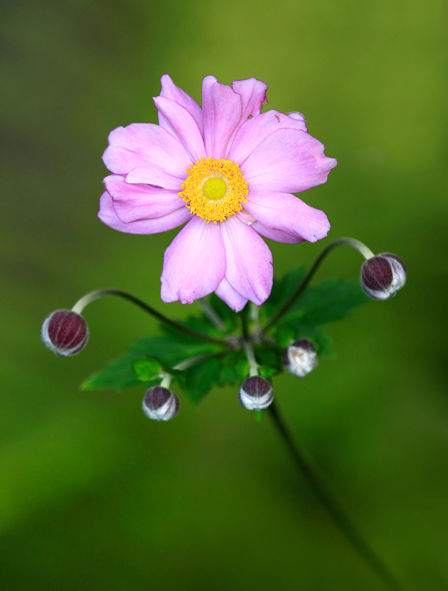 Japanese Anemone