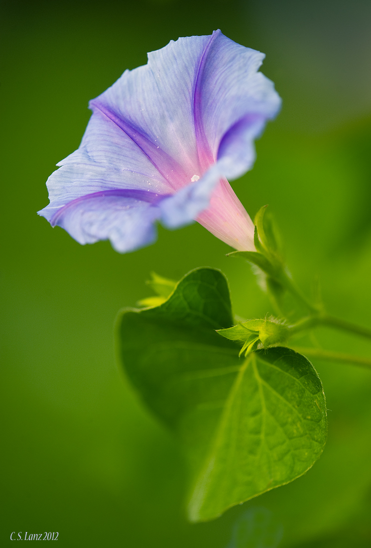 Morning Glory 2