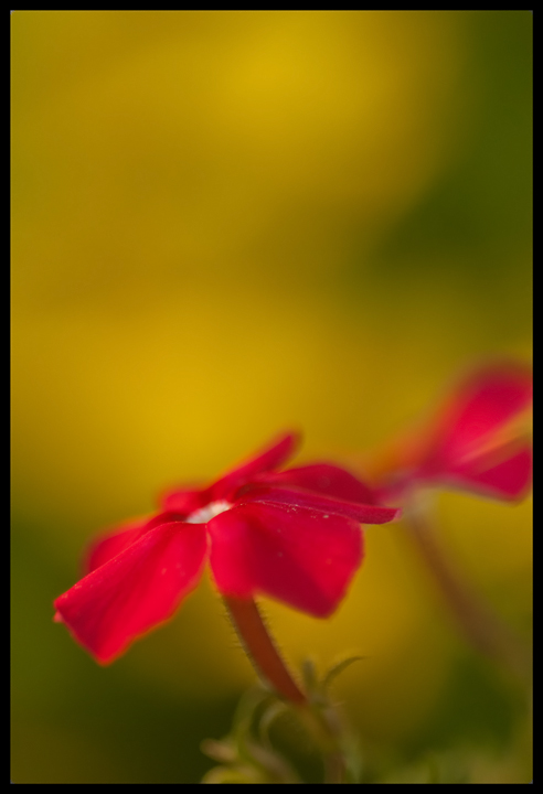 A Fairy's Flower 