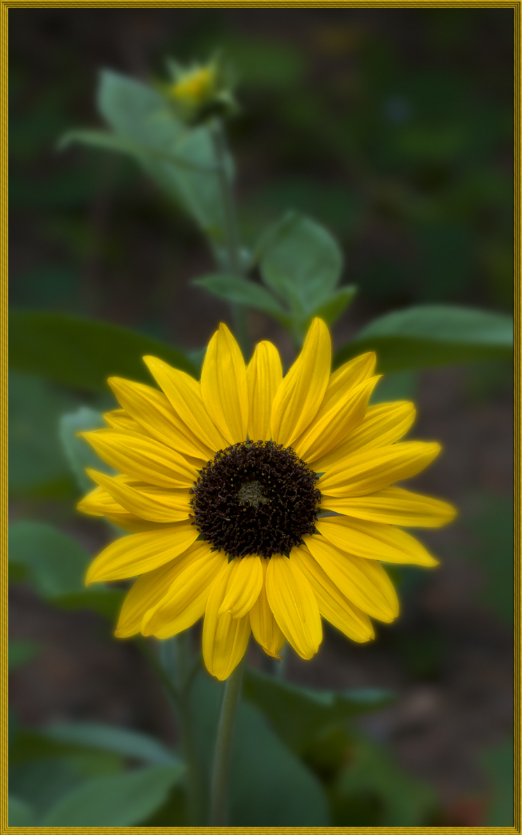 Sunflower Dream