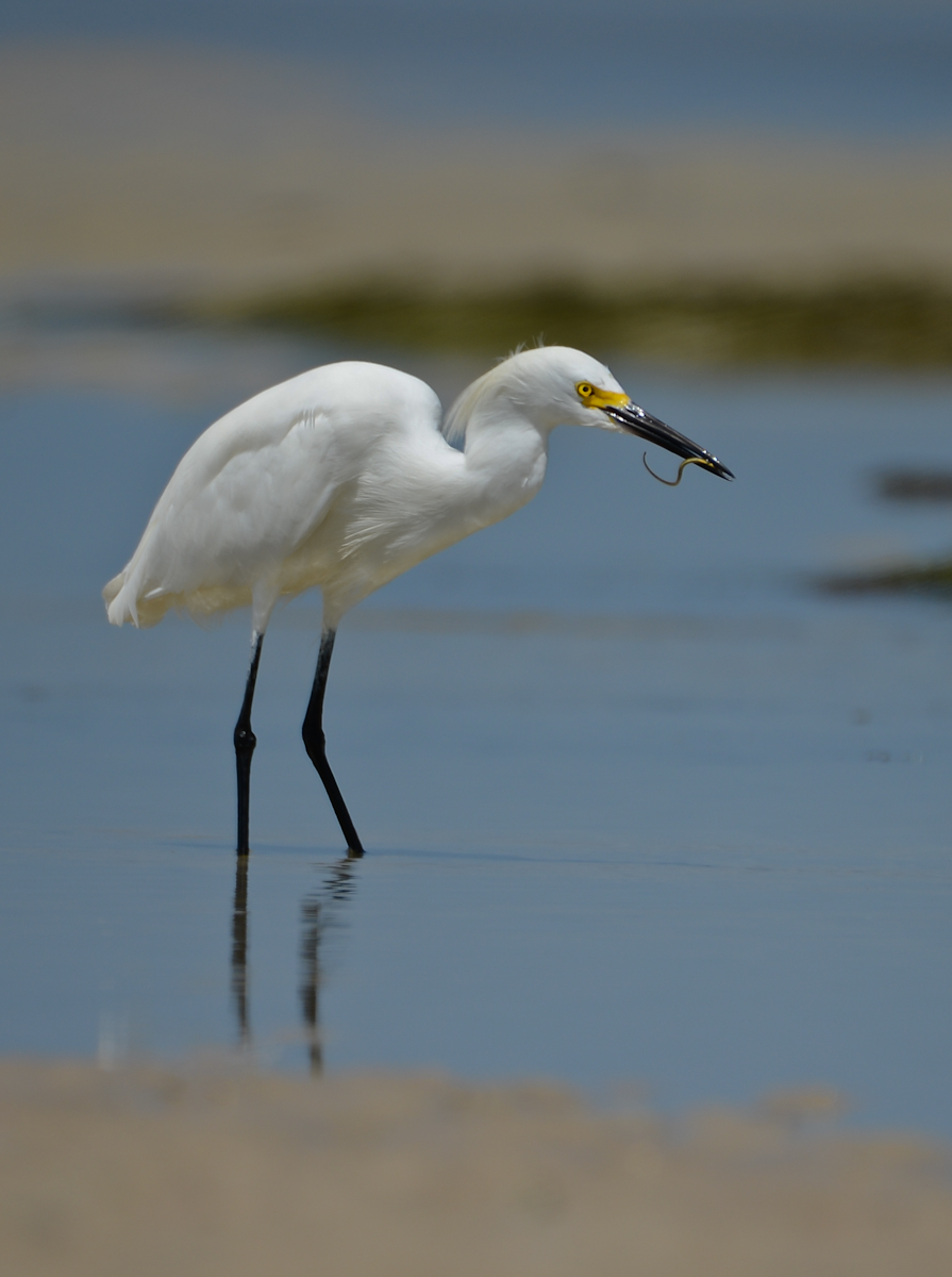 Snowy Egret