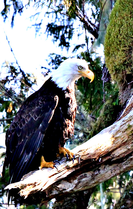 Majestic