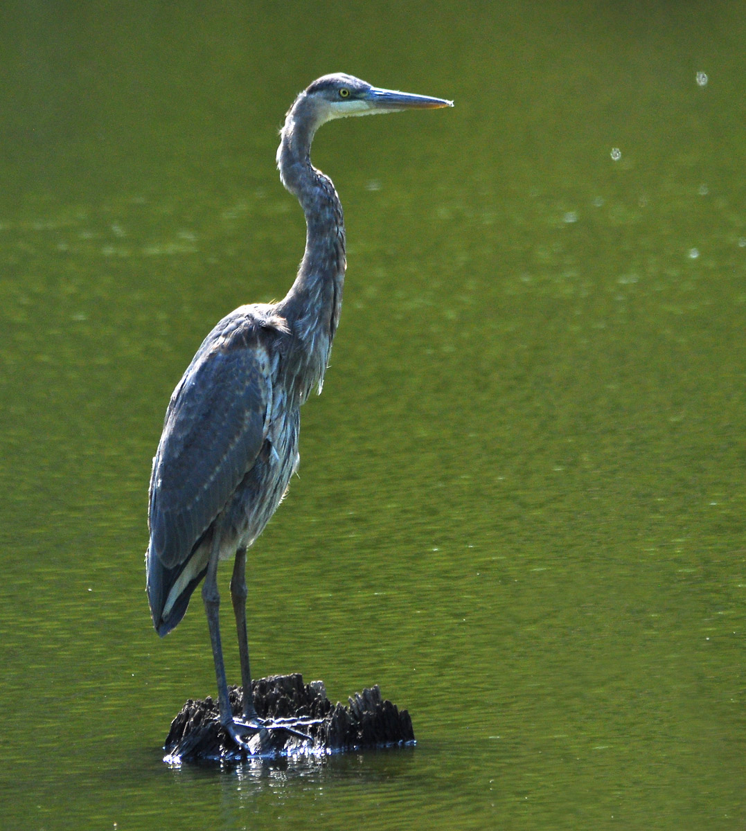 GBH Pose