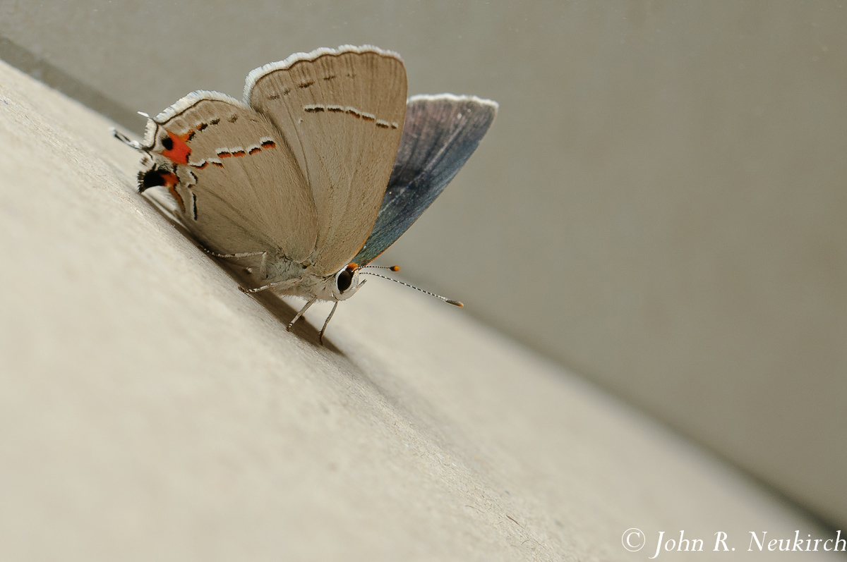 Gray Hairstreak