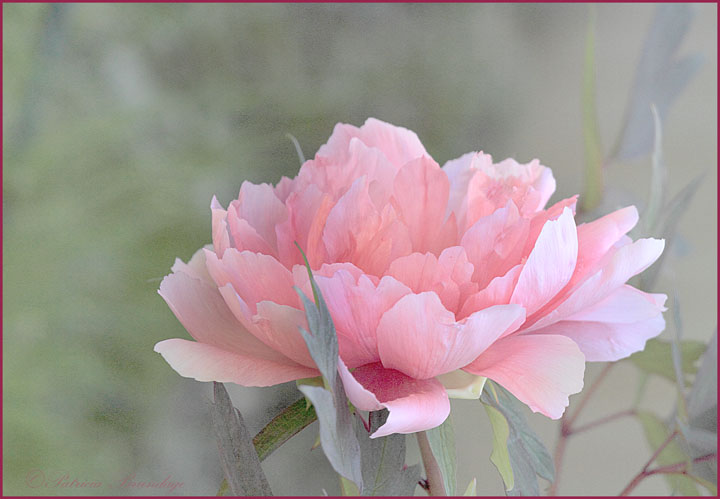 Delicate Peony (w/repost)