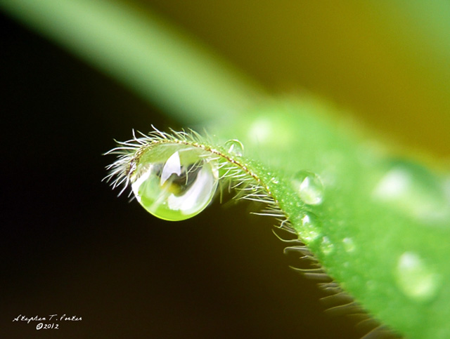 Eye in the Garden