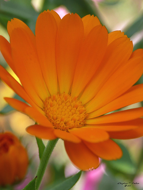 Orange Blooms I