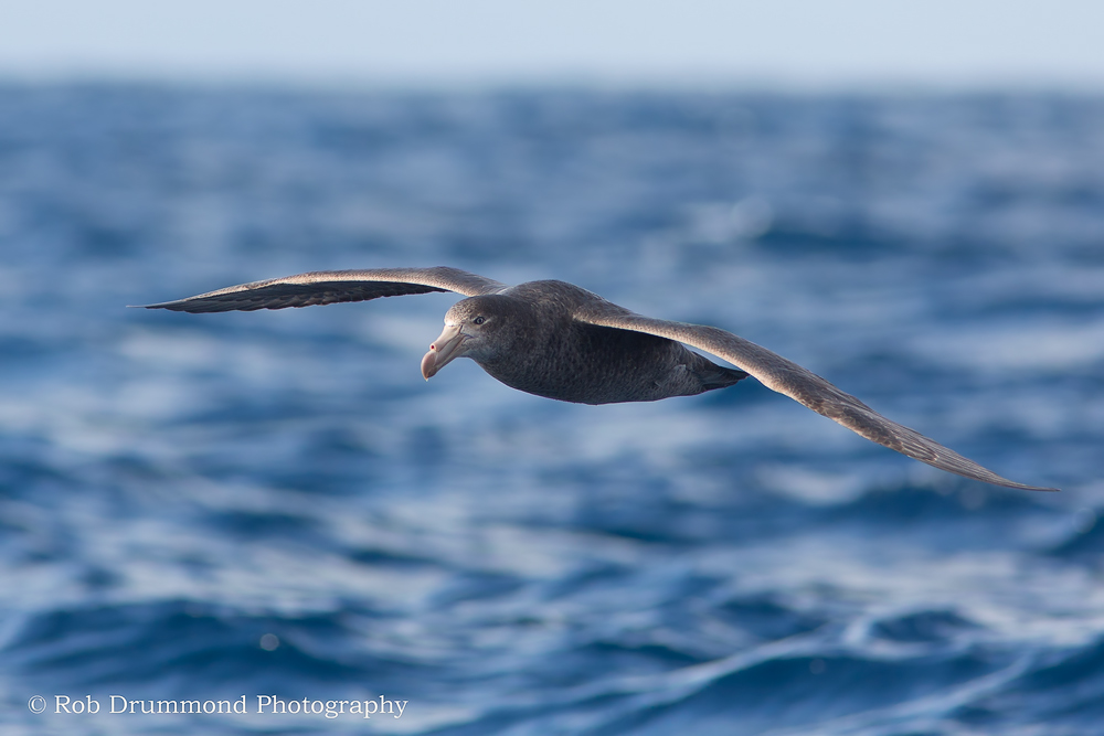 Northern Giant Petrel