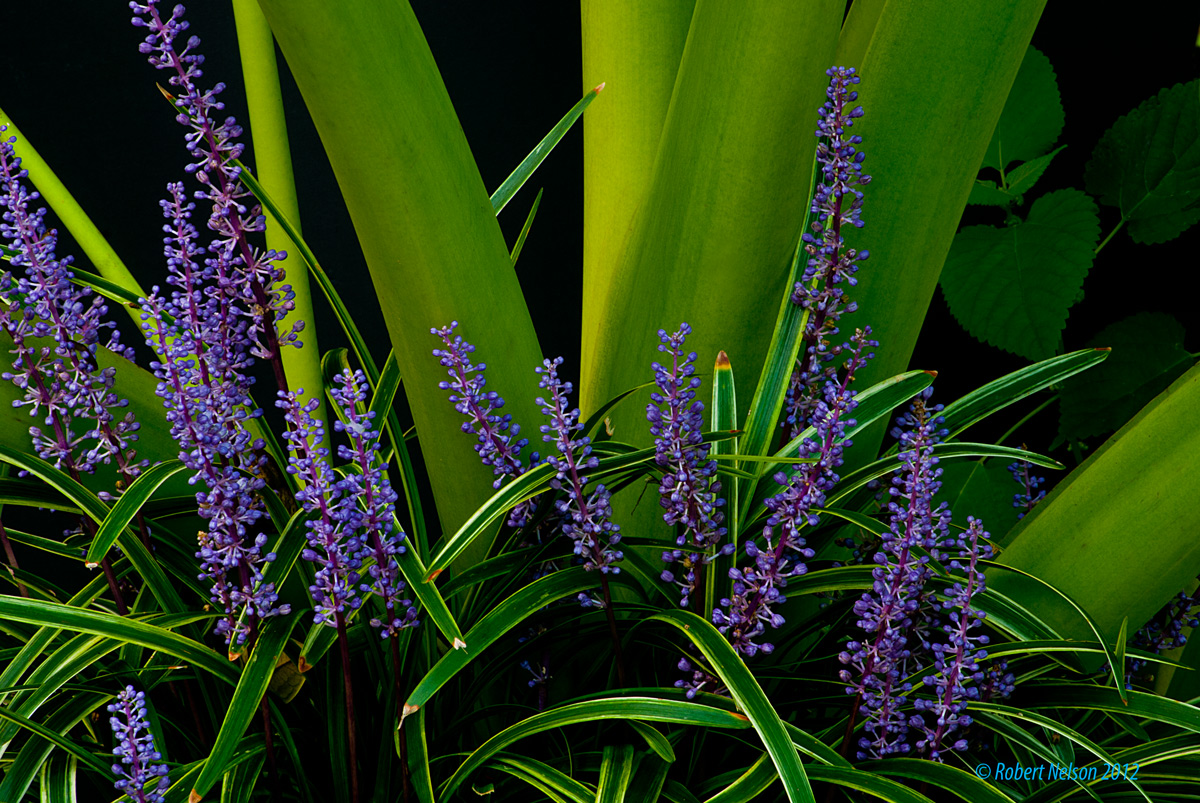 Monkey Grass + re-post