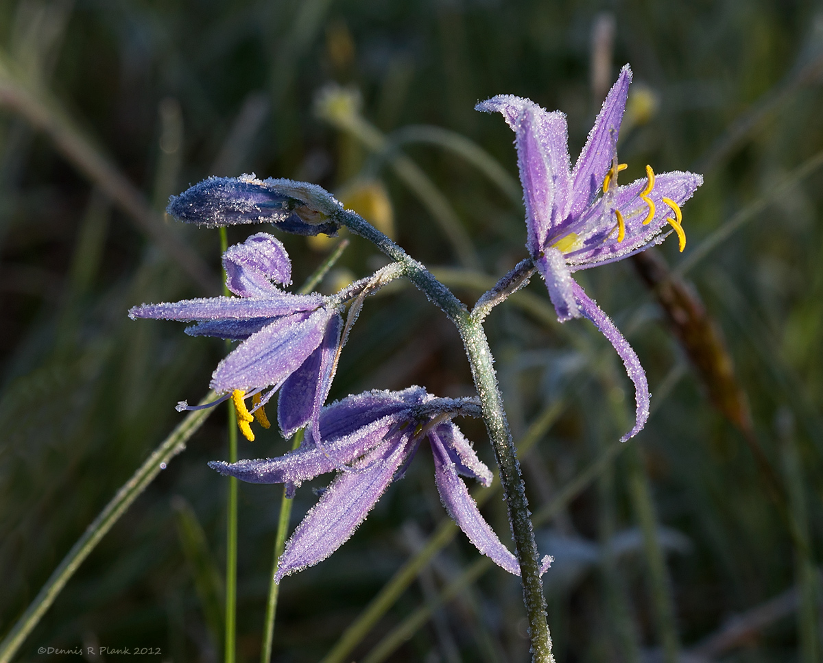 Camas