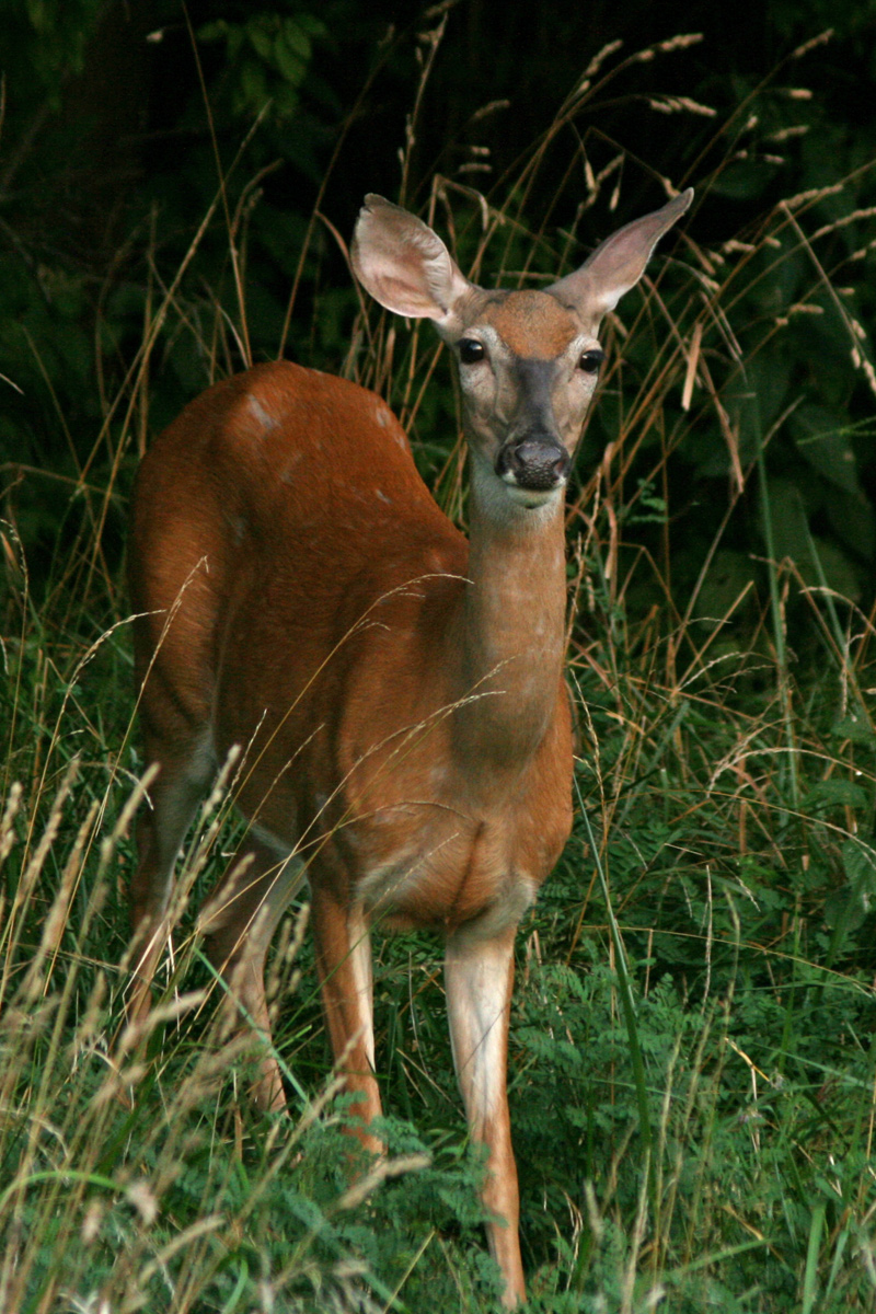 White tail doe