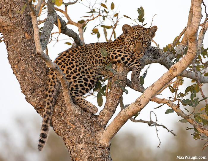 Lots o' Leopards