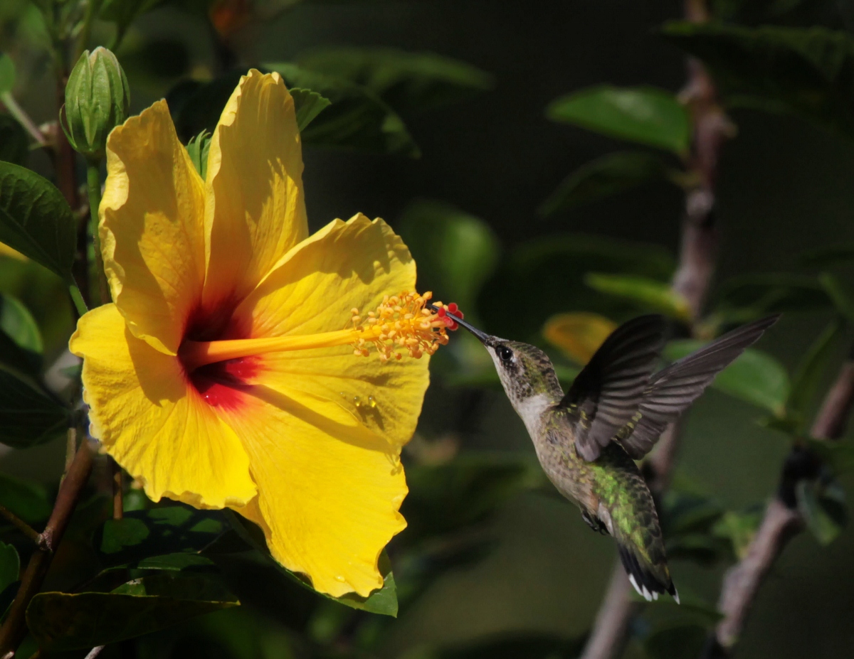 Hummer/Hibiscus 2