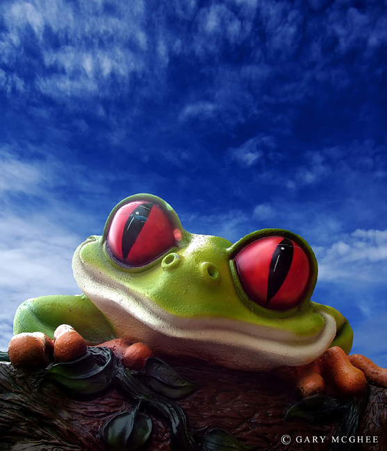 Tree Frog