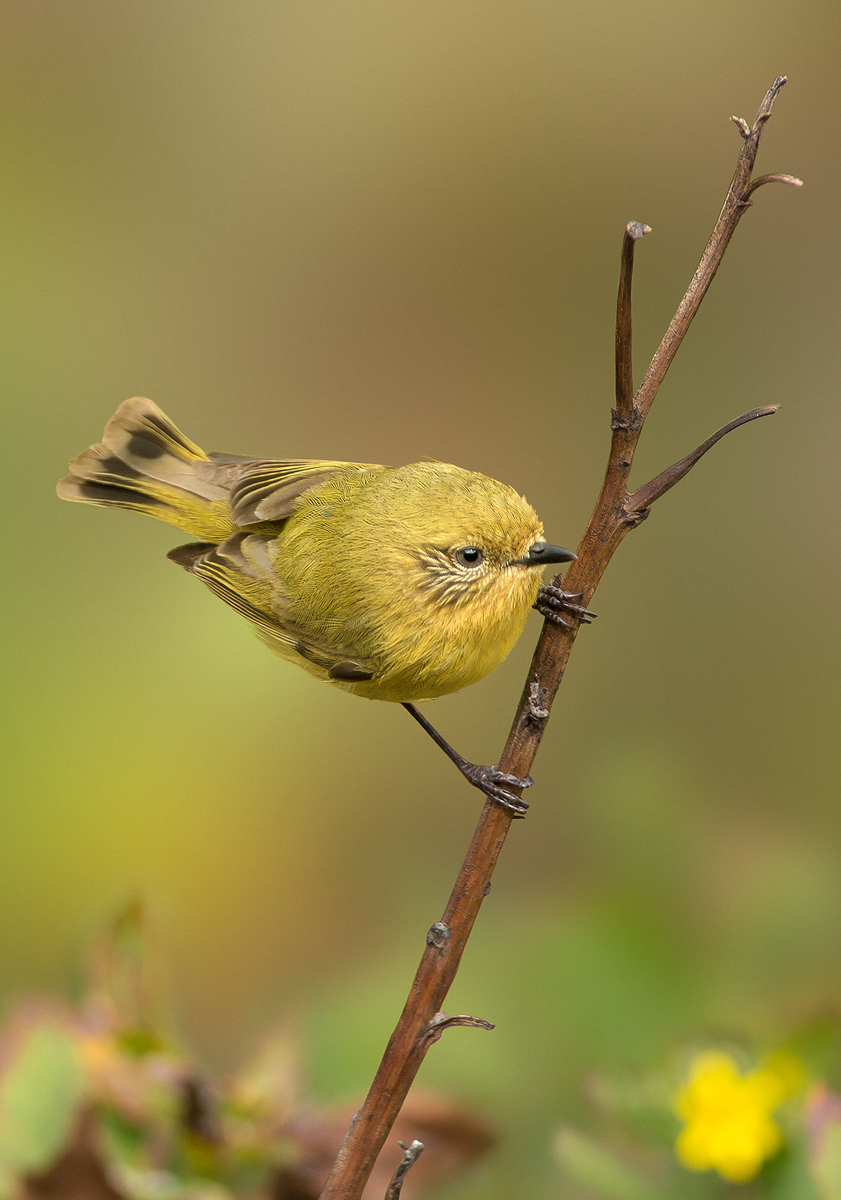 Yellow Thornbill