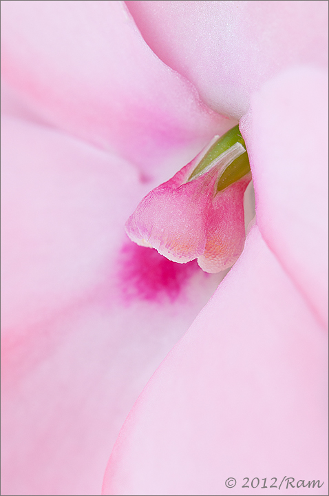 Impatiens