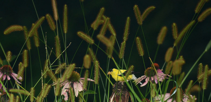 Goldfinch
