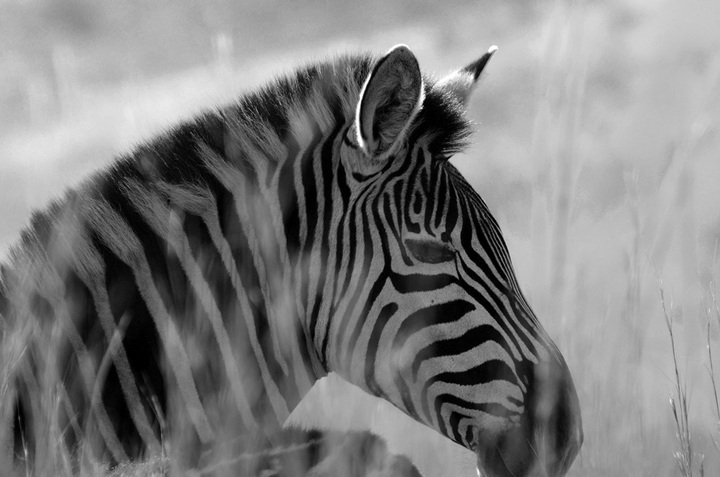 Black and white