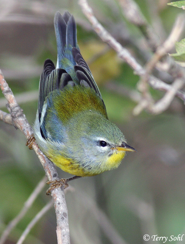 Northern Parula