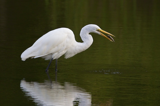 Great Egret fishing