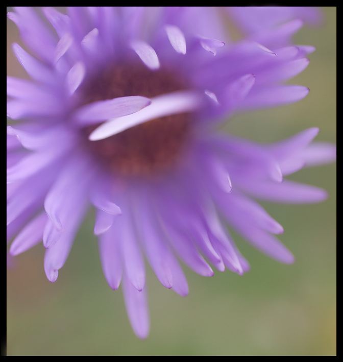 Soft Petals