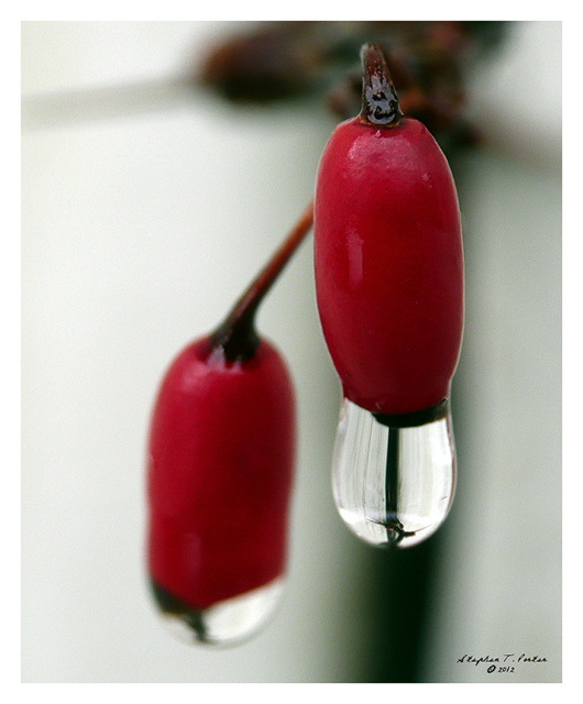 Winter Berries