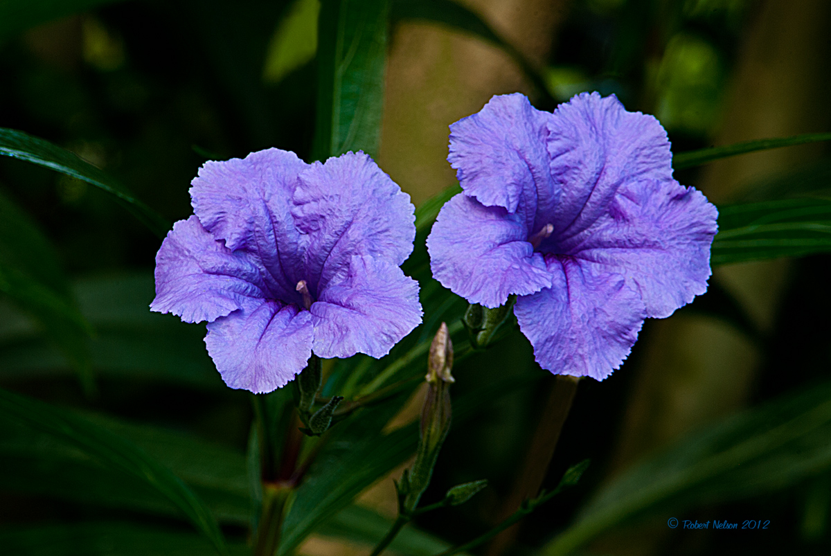 Blue Bells