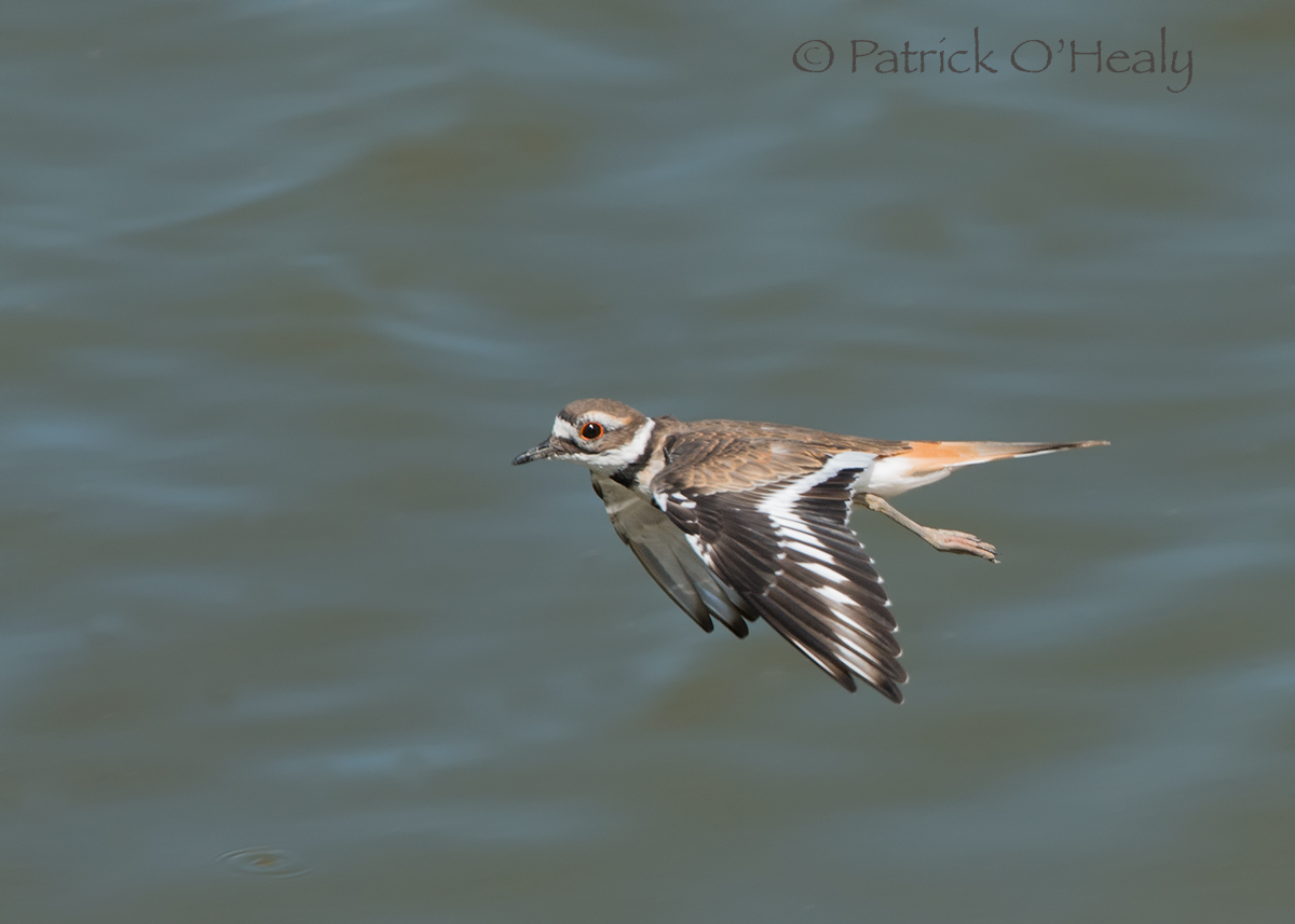 Killdeer Flight