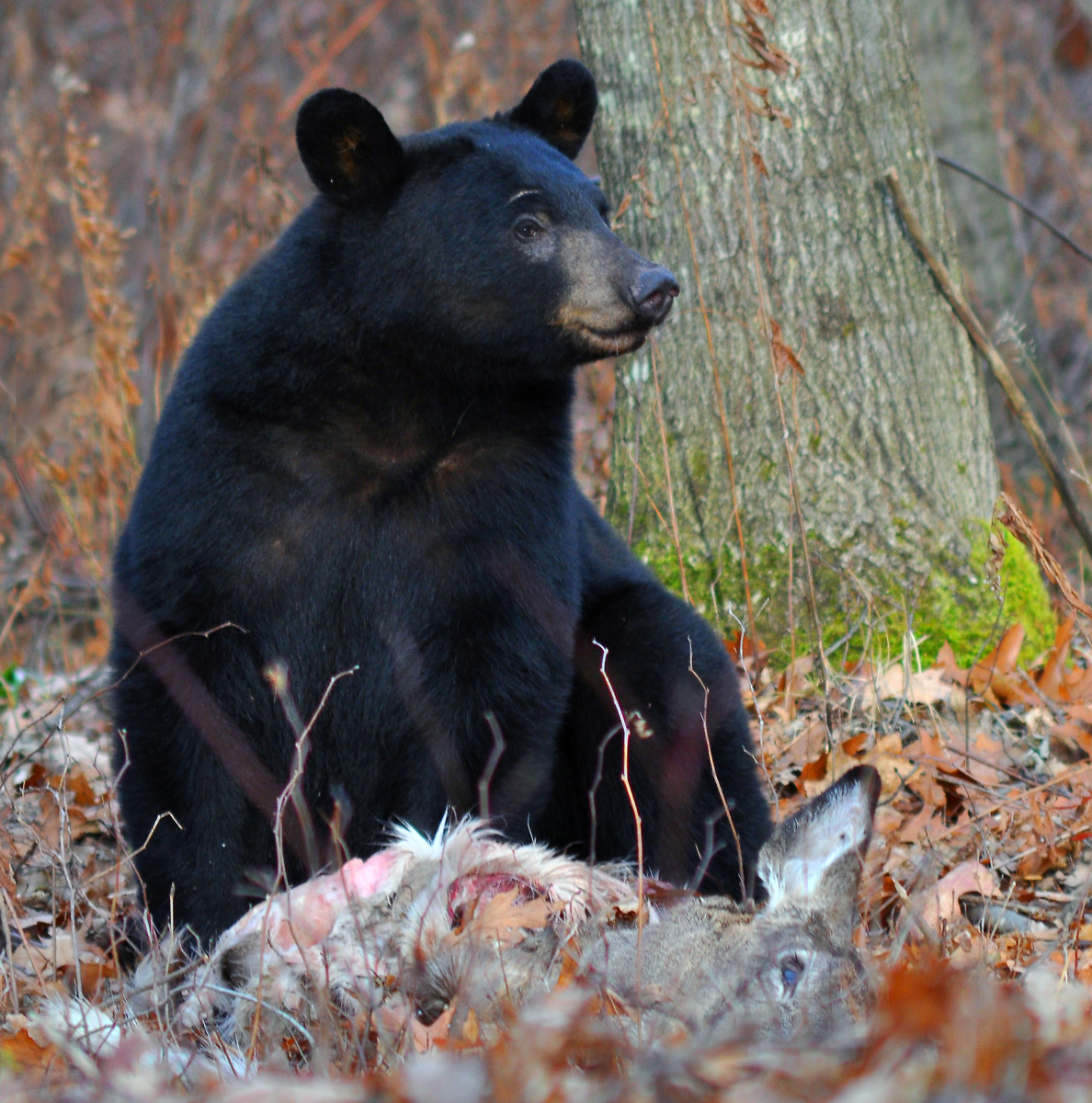 Bear Meal