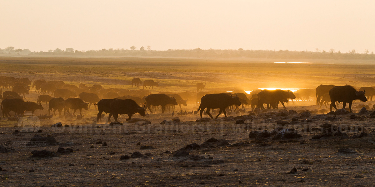 Herd on the move