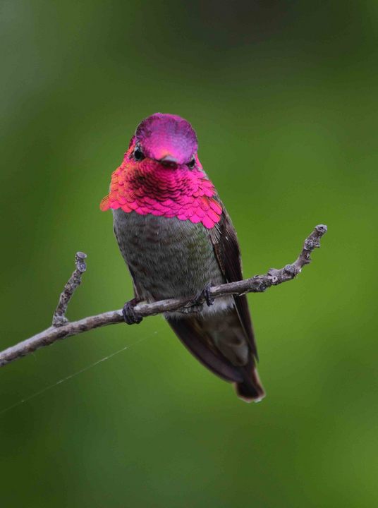 Jewels of a feather